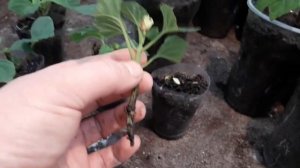 Черенкование сальвии...Результат эксперимента