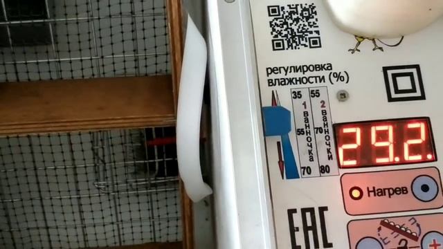 100 ПРОЦЕНТНЫЙ ВЫВОД? В ИНКУБАТОРЕ смотреть онлайн