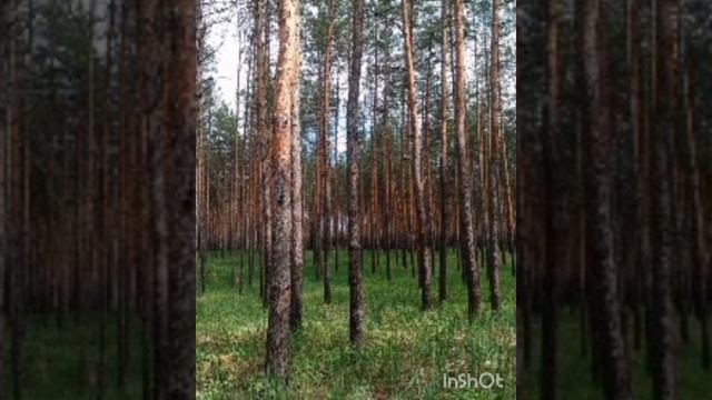 Поездка по лесам в мае 2022 года от Тверской до Калужской области. смотреть онлайн