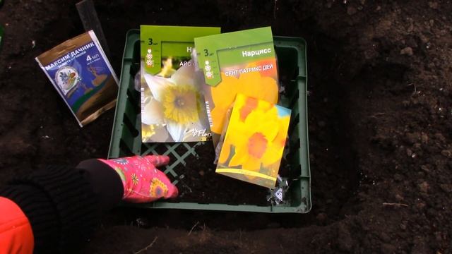 НАРЦИССЫ. Посадка Луковиц в Грунт. Осенняя Посадка Нарциссов.169 смотреть онлайн