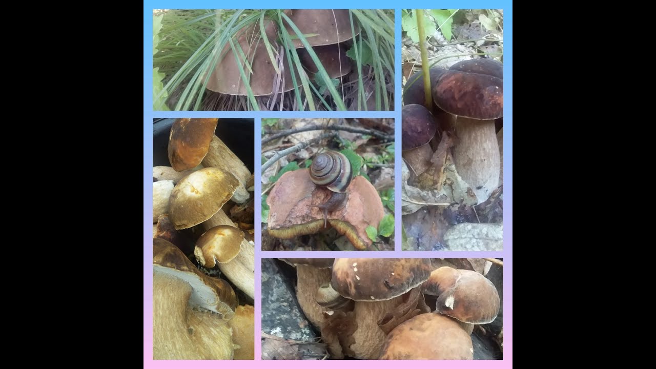 Где растут грибы_