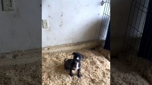 COLBY PUPS (8 weeks old) *Now Available to Public* смотреть онлайн