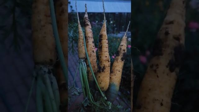 Ну, просто не мог, не похвастаться ? выросла таки жёлтая морковь? смотреть онлайн