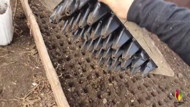 Посев редиса 22 января в теплицу