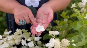 КОЛЛЕКЦИЯ ЗАБЛУЖДЕНИЙ | СОРТА ГОРТЕНЗИИ PINK LADY, PINK QUEEN