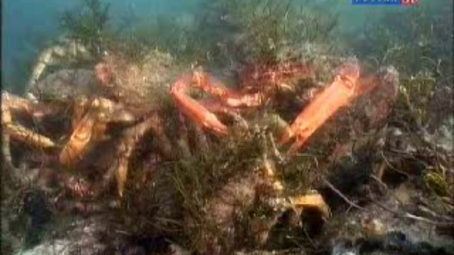 Из глубины моря смотреть онлайн