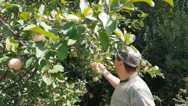 Стройка Желаний