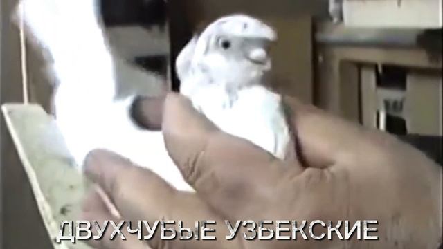 Рассказ  О Двухчубых Узбекских Голубей Tauben pigeons