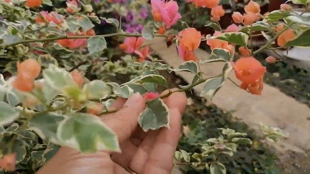 Rainbow Variegated And Diamond Orange, Bougainvillea, Imported Bougainvillea