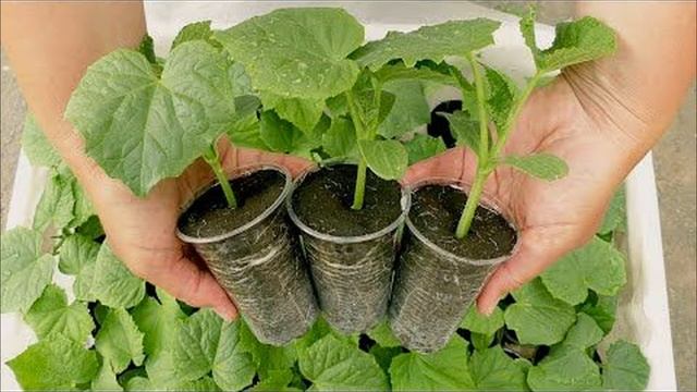 От 150 кг с грядки!!! Выращивание огурцов в открытом грунте смотреть онлайн