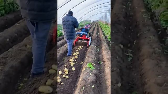 potato harvester смотреть онлайн