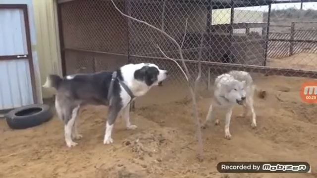 Алабай против волка смотреть онлайн