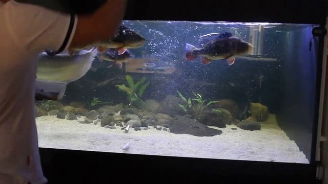 Cichla ocellaris feeding смотреть онлайн