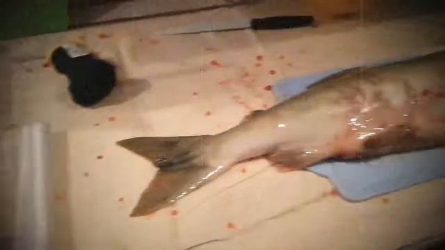 Мастер класс по разделке кеты смотреть онлайн