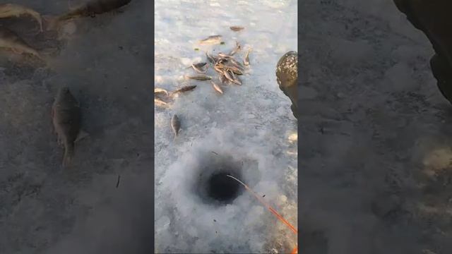 Эфир со льда .оз.Городно Витебская область #рыбалка #зимняя рыбалка #окунь #моярыбалкавитебск смотреть онлайн
