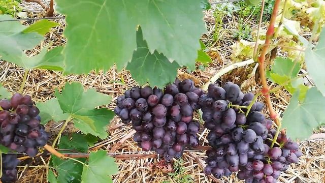 виноград Тарнадо, Алвика смотреть онлайн