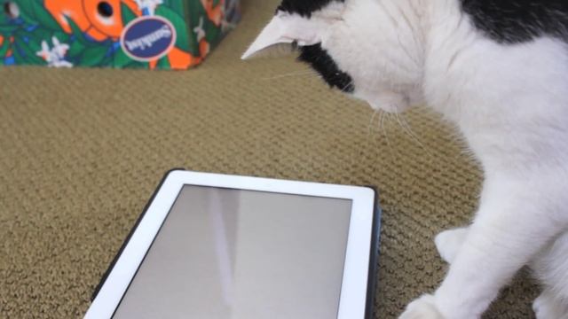 Kitties Test: Cat Painting App "PaintingForCats" смотреть онлайн