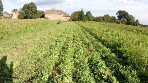 скашиваем картофель роторной косилкой мотоблоком ЗУБР
