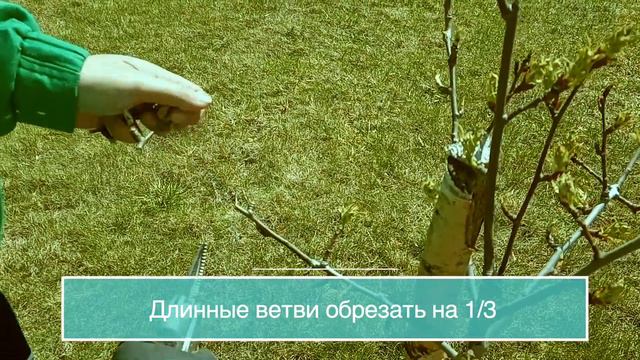 Весенняя обработка деревьев на территории парк-отеля "Горизонт" смотреть онлайн