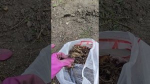 Как посадить ТОПИНАМБУР. Садовые истории
