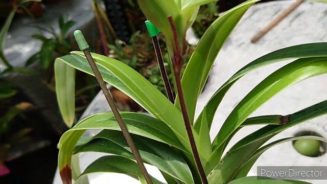 Phragmipedium Andean Fire （Phrag.besseae x Phrag.lindleyanum） смотреть онлайн
