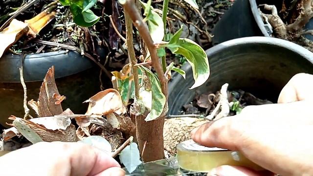 How to graft Bougainvillea glabra with many colors, Grafting multicolour Bougainvillea on a tree смотреть онлайн