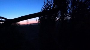 Охота на тетерева.ТЕТЕРЕВ на току.Весна 2020. Фотоохота.