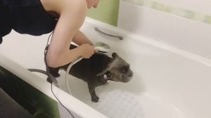 Мойка французского бульдога