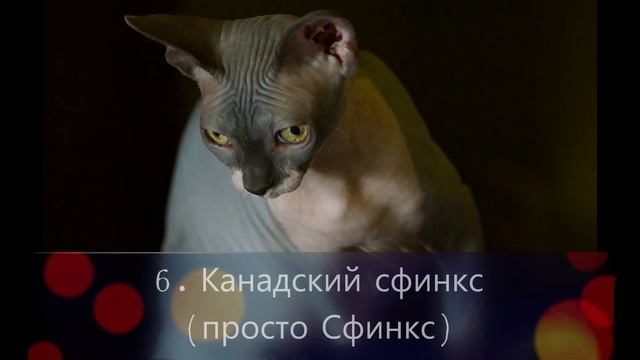 Необычные котики: Топ-10 самых удивительных пород со своими особенностями смотреть онлайн