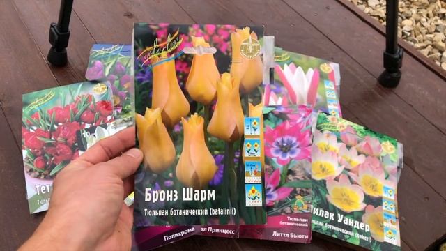 ПОСАДКА ЛУКОВИЧНЫХ ОСЕНЬЮ. ТЮЛЬПАНЫ В КАШПО. МОЙ СПОСОБ ПОСАДКИ. МОБИЛЬНЫЕ ТЮЛЬПАНЫ. САЖАЕМ ВМЕСТЕ! смотреть онлайн