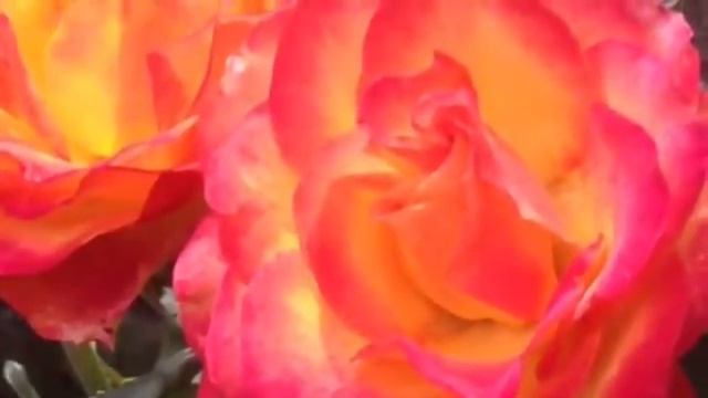 Розы у меня на даче смотреть онлайн