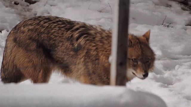 Зоопарк Тебердинского заповедника. Отдых в гостевом доме "Чегет" и оляпка на реке Теберда. смотреть онлайн