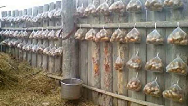 Как получить хороший урожай картошки. Проращивание картофеля перед посадкой. Ответы на вопросы. смотреть онлайн