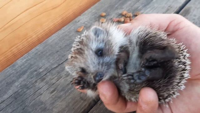 маленький ежонок смотреть онлайн