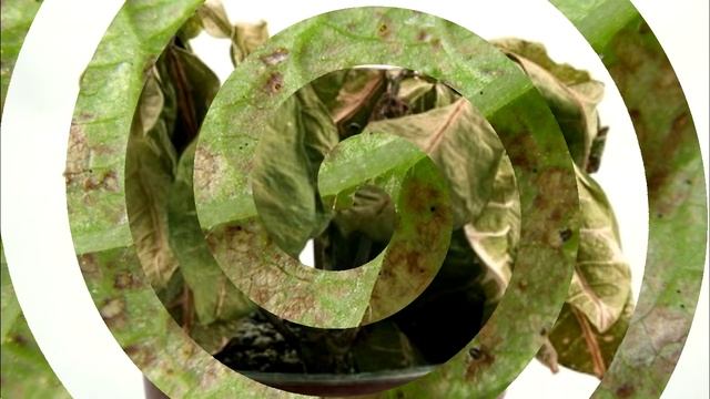 Вредитель комнатных растений паутинный клещ. Как бороться в домашних условиях? смотреть онлайн