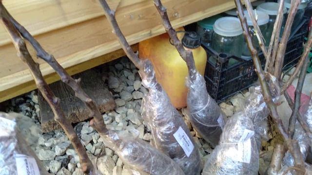 Саженцы из Плодопитомника-Сад, посылкой. смотреть онлайн