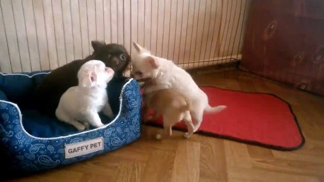 Щенки чихуахуа 2 месяца смотреть онлайн