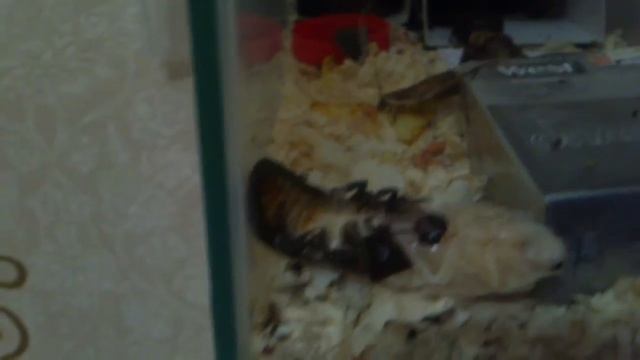 Перерождение таракана смотреть онлайн