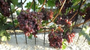 Виноград Шоколадный 2018 (Панченко)