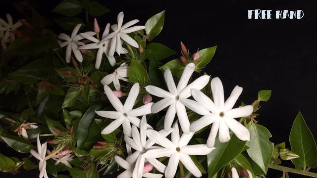 Blooming Flowers Timelapse смотреть онлайн