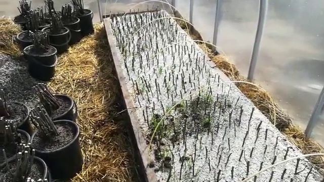 Посадка черенков инжира на укоренение. смотреть онлайн