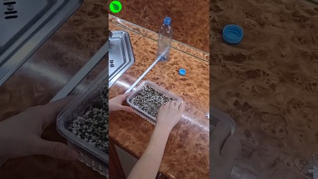 Выращивание микрозелени кукурузы в домашних условиях. смотреть онлайн