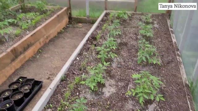 При каком температурном режиме ночью мы высаживаем РАССАДУ ТОМАТОВ в открытый грунт и в теплицу. смотреть онлайн