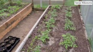 При каком температурном режиме ночью мы высаживаем РАССАДУ ТОМАТОВ в открытый грунт и в теплицу.