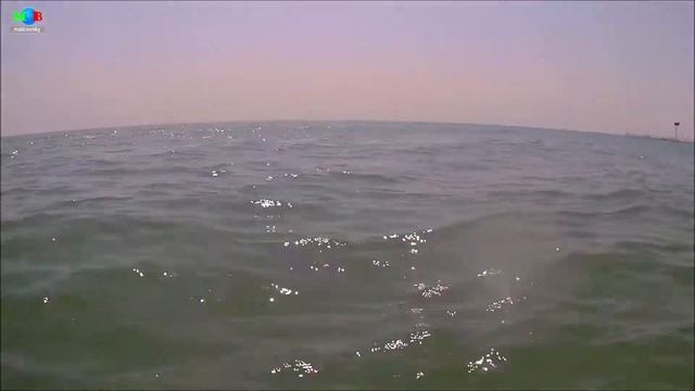 Дельфины Чёрного моря. Дельфины и люди. Мальковский Вадим смотреть онлайн