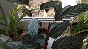 #КТЕНАНТА ОППЕНГЕЙМА.