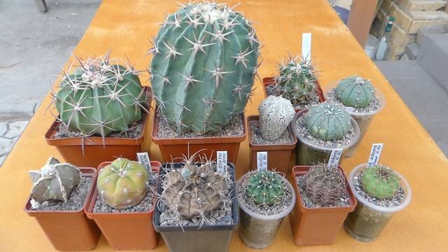 КАК СВЕТ ВЛИЯЕТ НА РОСТ КАКТУСОВ смотреть онлайн