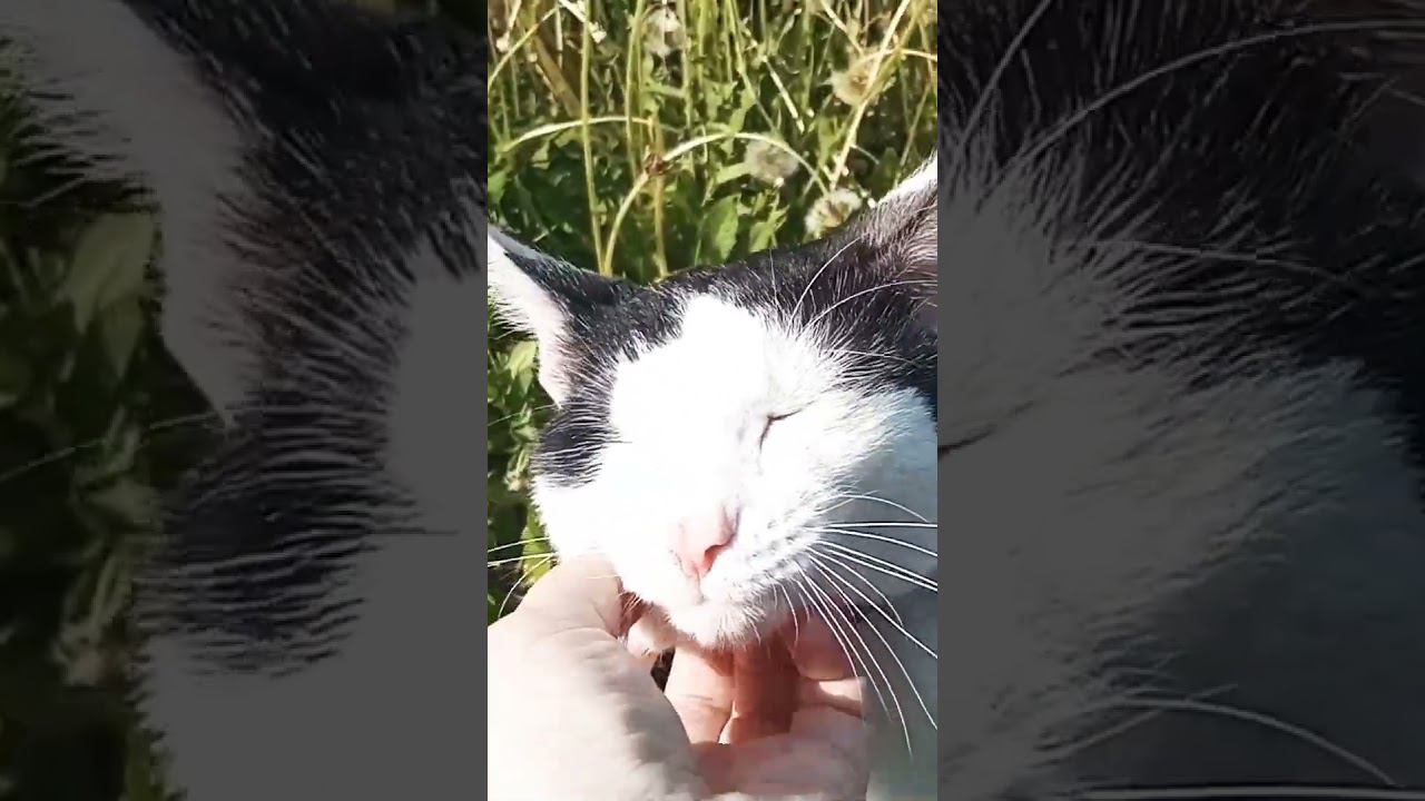 Мой нежняжка нежится на солнышке. #милота #cat #питомцы #кошка #кот #дача смотреть онлайн