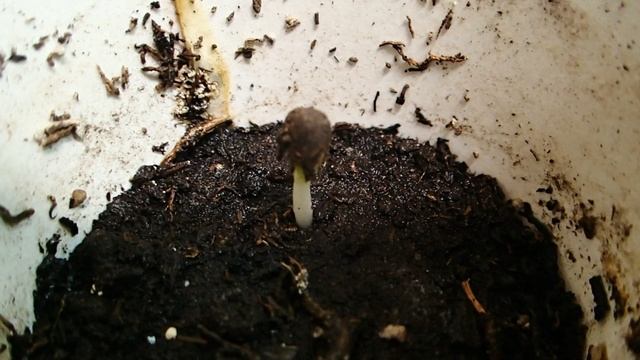 Норильск. Попробуем высадить яблони! Один росток уже появился!!! 2023.03.10 легендарный день! смотреть онлайн