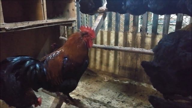 Наш новый петух маран // Куры маран